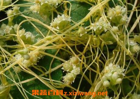 菟丝子的功效与作用及食用方法