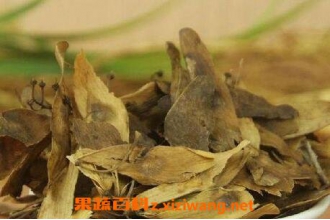 椿白皮的功效与作用 椿白皮的副作用