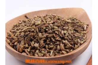 中药小茴香性味归经 小茴香的功效作用及应用