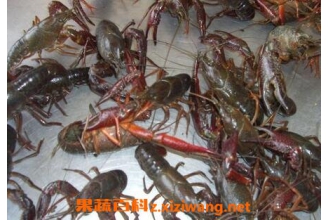 淡水小龙虾的营养价值 淡水小龙虾的营养成分