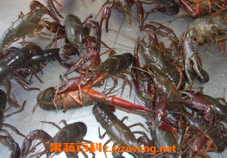 淡水小龙虾的营养价值
