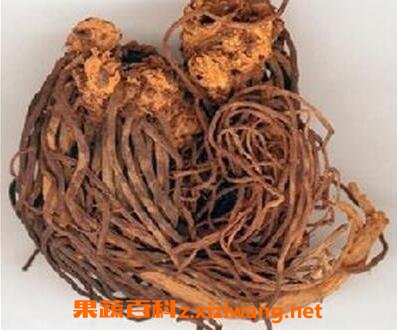 紫苑的功效与作用及食用方法