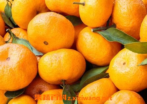 橘子不能和什么一起吃