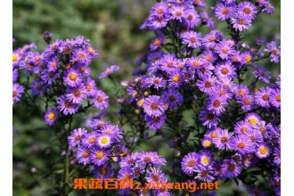 紫菀的功效与作用及食用方法