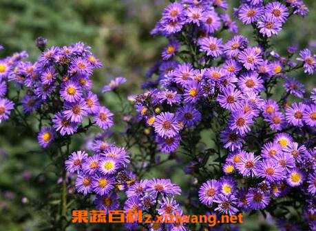 紫菀的功效与作用及食用方法