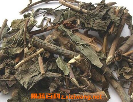 佩兰的功效与作用及食用方法