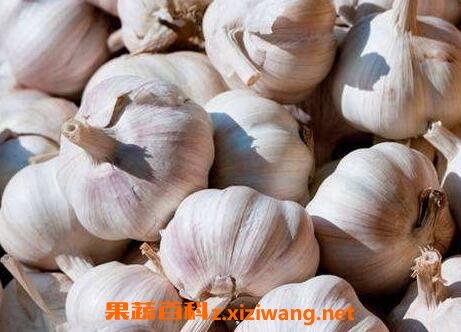 大蒜的功效与作用的做法