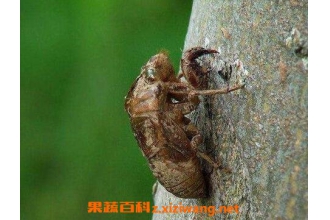 地蝉壳的药用价值有哪些
