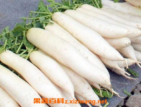 白萝卜不能和什么一起吃