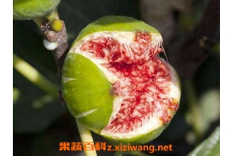 无花果的功效与作用 无花果的药
