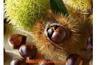 炖板栗壳的作用和功效