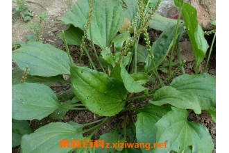 车前草的功效与作用 车前草的药用价值