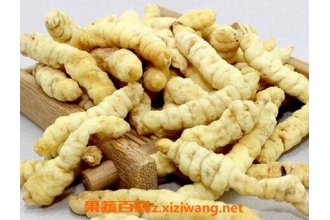 泽兰根的功效及食用方法