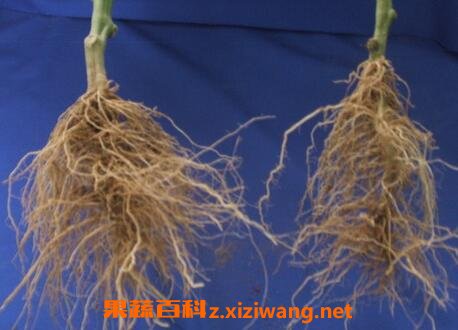 指天椒根的功效与作用