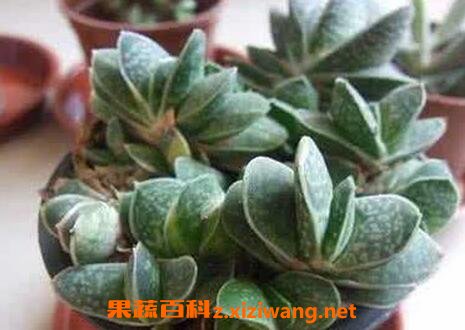 元宝兰的养殖方法