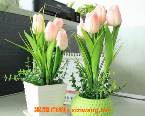 郁金香室内的养殖方法