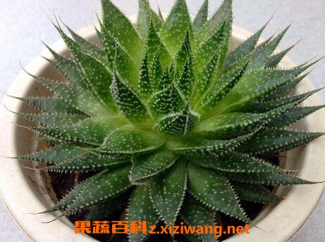 元宝芦荟的养殖方法