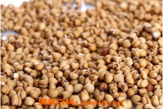 炒薏仁米的功效与作用及食用方法