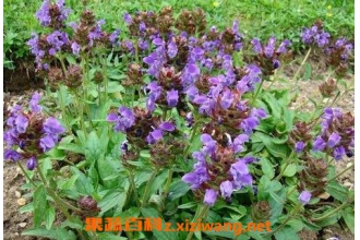 夏枯草的功效与作用及食用方法