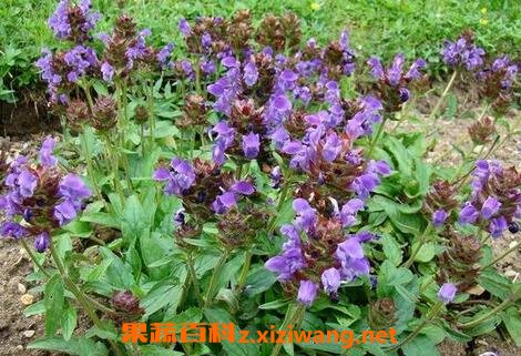 夏枯草的功效与作用及食用方法