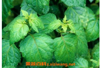 广藿香的功效与作用及食用方法