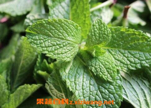 椒薄荷花水的功效