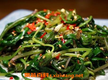 蒲公英怎么吃