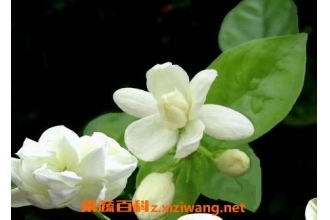 代代花的功效与作用 代代花的药用价值