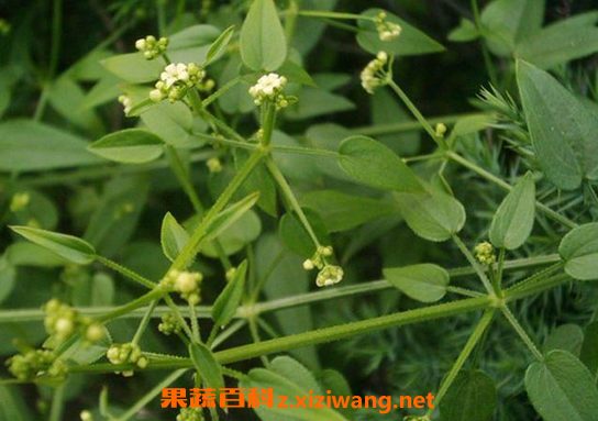 中药茜草禁忌及食用方法