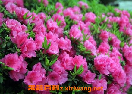 野生杜鹃花的养殖方法