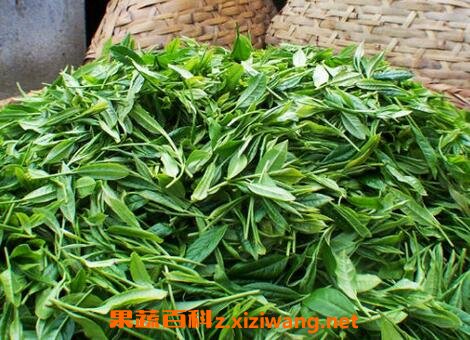 中国八大茶叶的种类