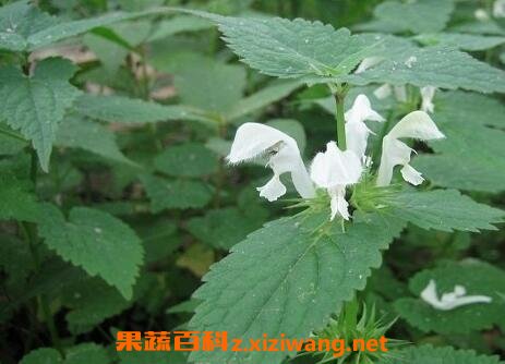 野芝麻根的功效与作用