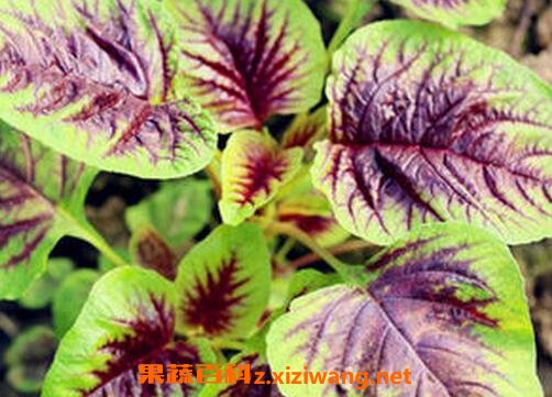 野苋菜根的功效与作用