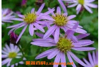 紫苑的功效与作用 紫苑的副作用及使用禁忌