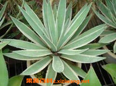 银边龙舌兰的养殖方法