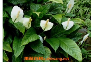 一帆风顺的养殖方法和注意事项