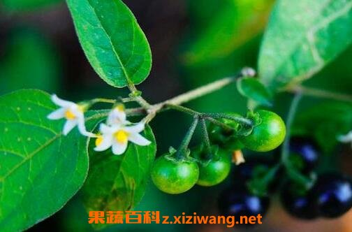 野茄子煮水有什么作用