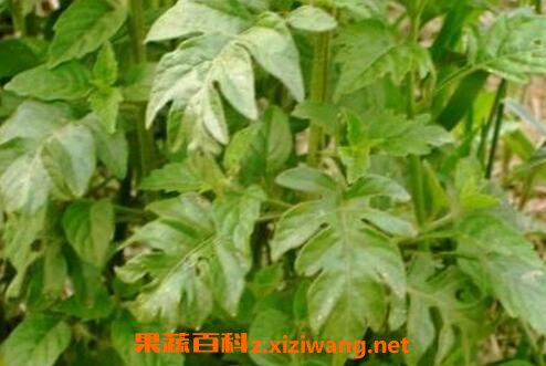 野茄子叶可以吃吗