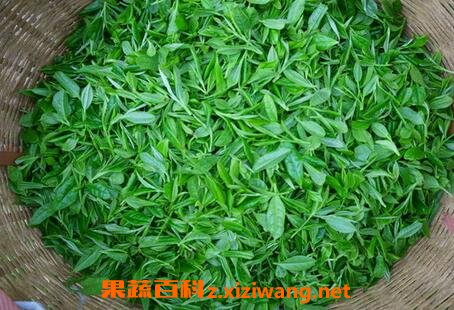 野生茶叶的功效与作用