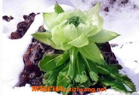 雪莲藤的功效与作用