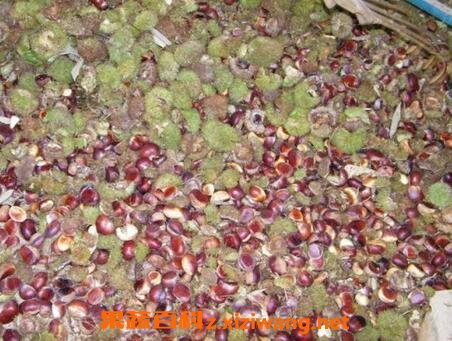 板栗外壳的功效与作用