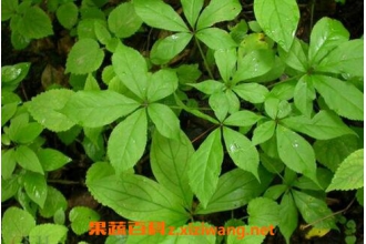 刺五加的功效与作用及食用方法