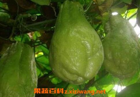 洋丝瓜和本地丝瓜区别