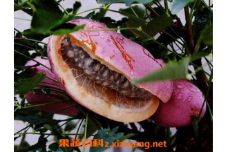 八月瓜壳的药用价值