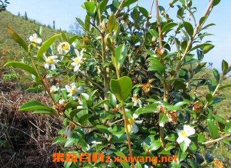 野生油茶叶的功效与作用