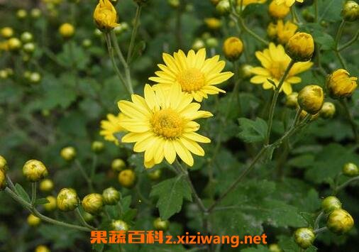 野菊花藤的功效与作用