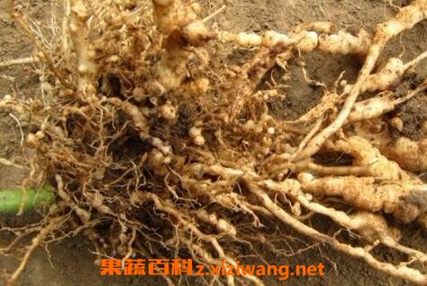 野丝瓜的根有什么药用价值