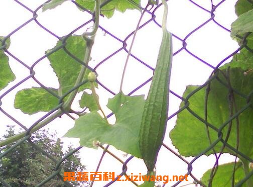 野丝瓜图片 野丝瓜的功效