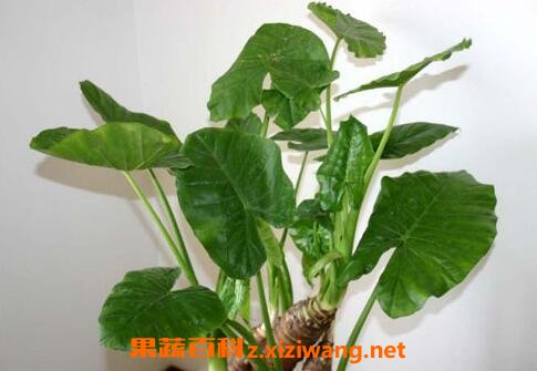 种植室内花草的方法