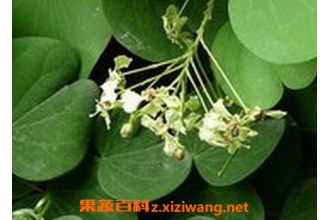 羊蹄藤的功效和作用 羊蹄藤的药用价值